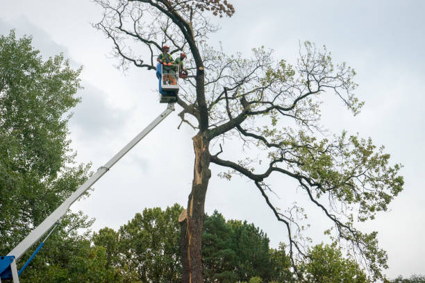 Best Tree Planting  in USA