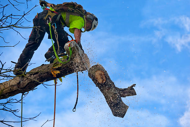 Best Leaf Removal  in USA